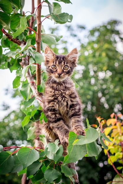 Un pequeño gatito rayado con una mirada atenta se sienta en un árbol