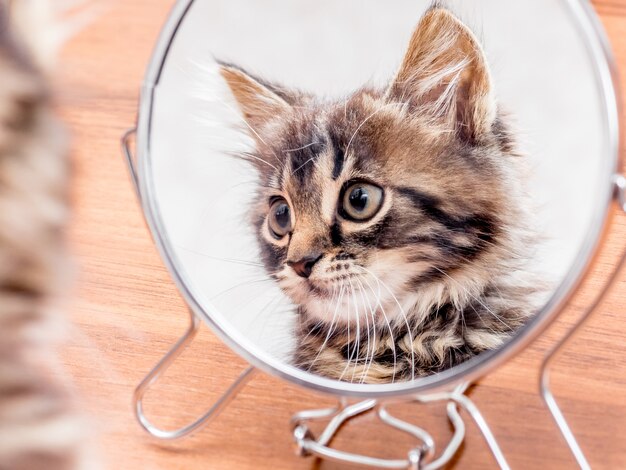 Un pequeño gatito rayado se muestra en un espejo. Es importante controlar su apariencia.