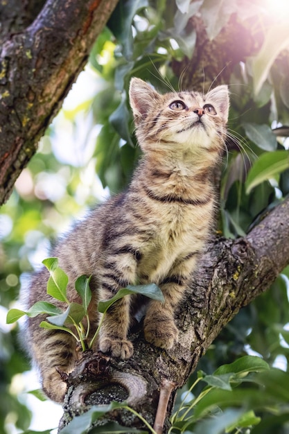Un pequeño gatito rayado se sienta en lo alto de un árbol