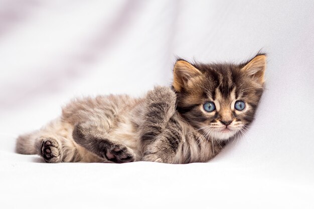 Un pequeño gatito rayado yace en el blanco de la bondad y descansa después del juego.