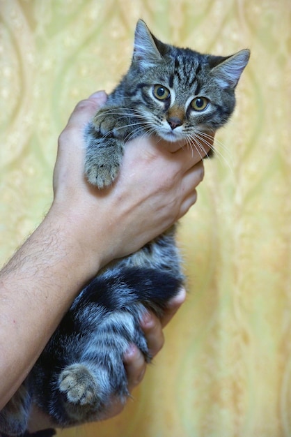 pequeño gatito a rayas en las manos de cerca