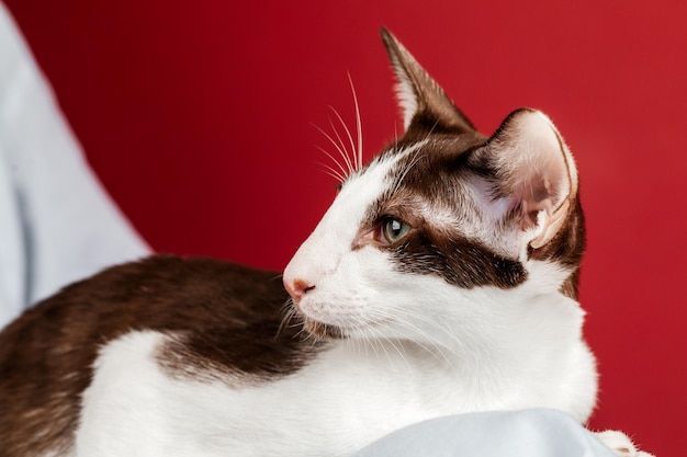 Un pequeño gatito de la raza de gato oriental