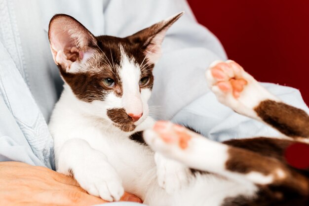 Un pequeño gatito de la raza de gato oriental