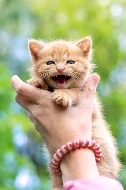 Pequeño gatito rojo en los brazos de una niña maúlla