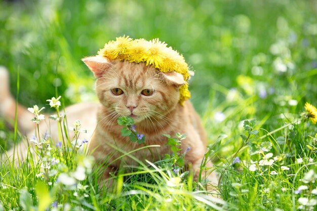 El pequeño gatito rojo coronó la corona de las flores de diente de león en el césped verde