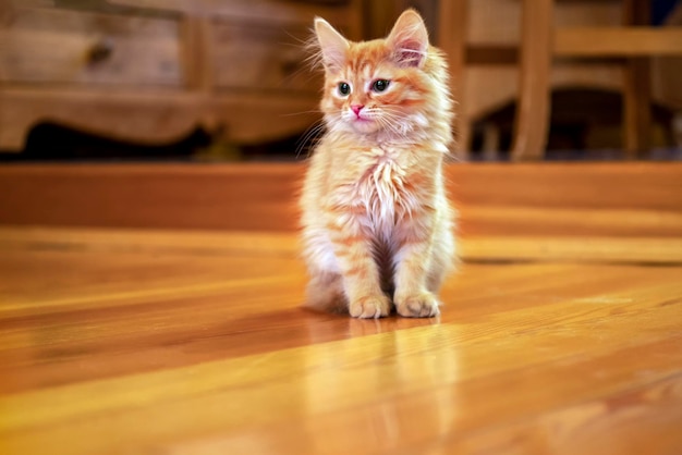 Pequeño gatito rojo está sentado en el piso de madera