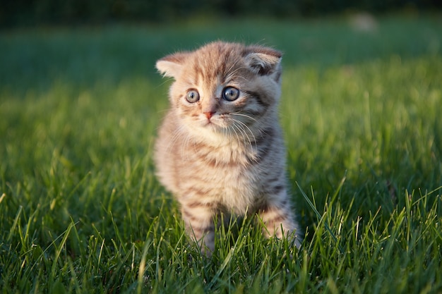 Un pequeño gatito rojo en la exuberante hierba verde se sienta y mira a la cámara y juega en la hierba en primer plano borroso