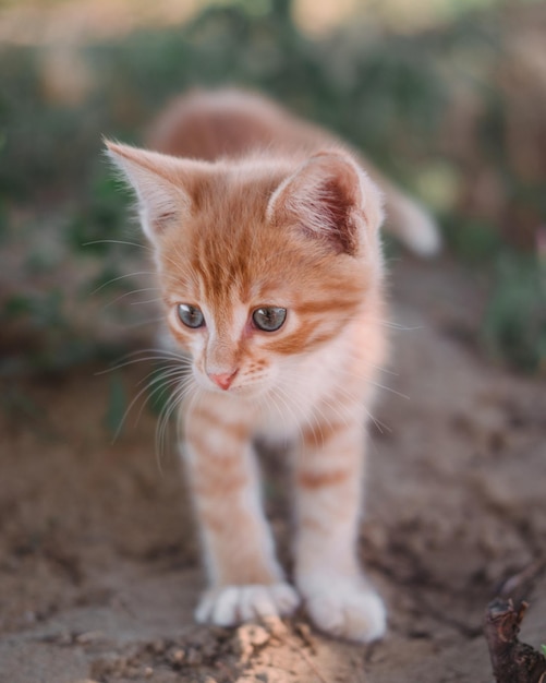 Un pequeño gatito rojo con grandes ojos azules Un gatito camina sobre la hierba en el parque