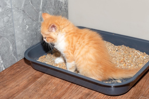 Un pequeño gatito rojo hace caca en una caja de arena para gatos con arena Potty entrena a un gatito