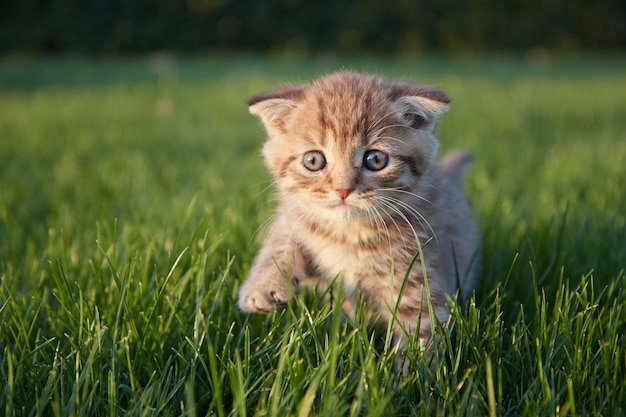 Un pequeño gatito rojo en la hierba verde se sienta y mira en dirección al fotógrafo.