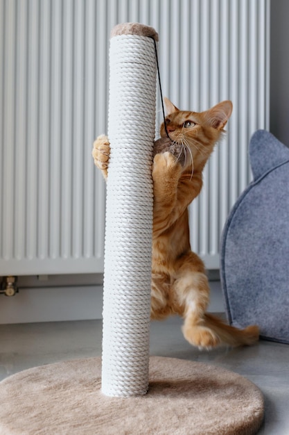 Un pequeño gatito rojo juega con una pelota.