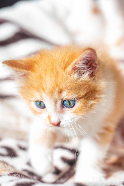 Pequeño gatito rojo lindo en una colcha ligera Gato bebé enfoque selectivo