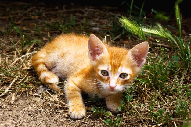 Pequeño gatito rojo lindo con ojo grande