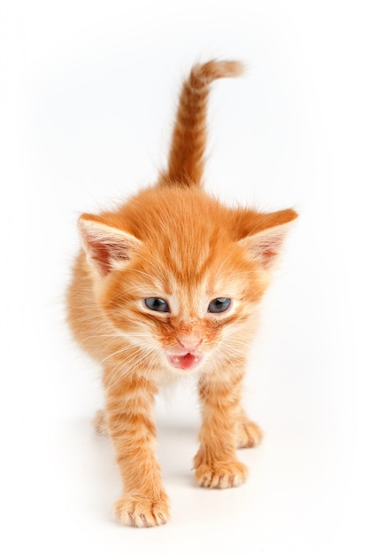 Pequeño gatito rojo lindo con ojos azules