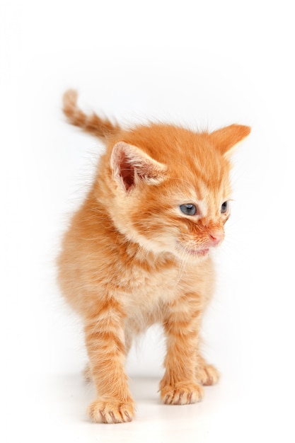 Pequeño gatito rojo lindo con ojos azules