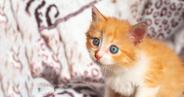 Un pequeño gatito rojo se ve con un espacio de copia sorpresa