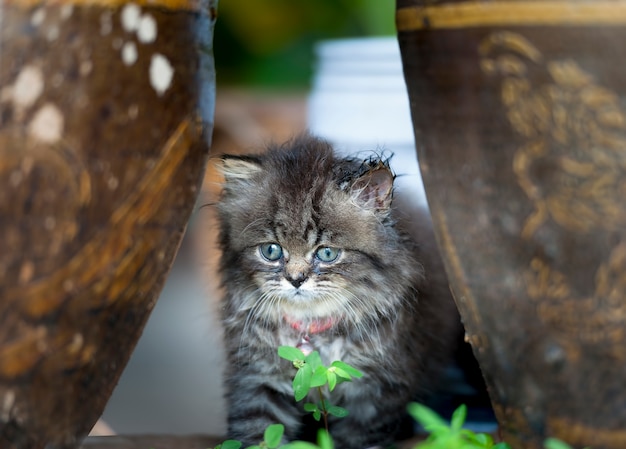 Pequeño gatito sentado entre la ampolla