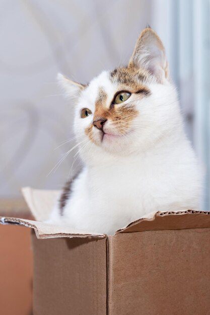 Un pequeño gatito se sienta en una caja de cartón y mira con cautela fuera de la caja.