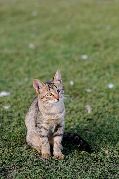 Un pequeño gatito se sienta en la hierba, con un ojo ciego. Sentarse en el césped en verano. Concepto animales discapacitados. Aislado, sin gente