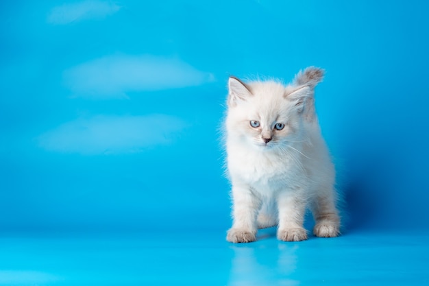 pequeño gatito sobre un fondo azul