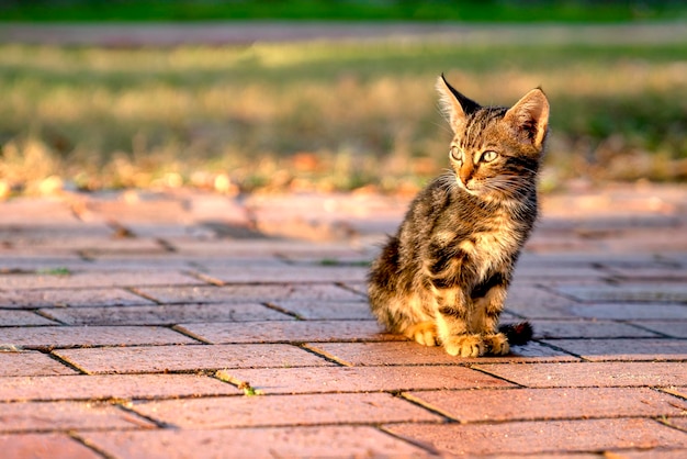 Pequeño gatito solitario está sentado en la pasarela en el parque