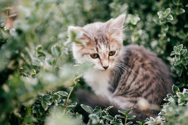 Pequeño gatito solo que oculta en la hierba verde al aire libre en la naturaleza en verano. Hermoso animal doméstico sentado en arbustos. Precioso gatito expresivo retrato. Fauna silvestre. Mamífero mascota. Caza de depredadores carnívoros