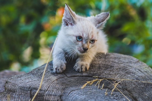 Pequeño gatito tailandés de los ojos de color azul en el jardín