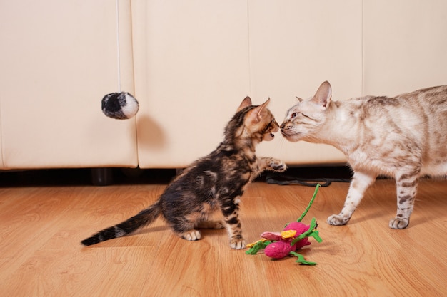 Un pequeño gatito tigre marrón y su madre jugando.