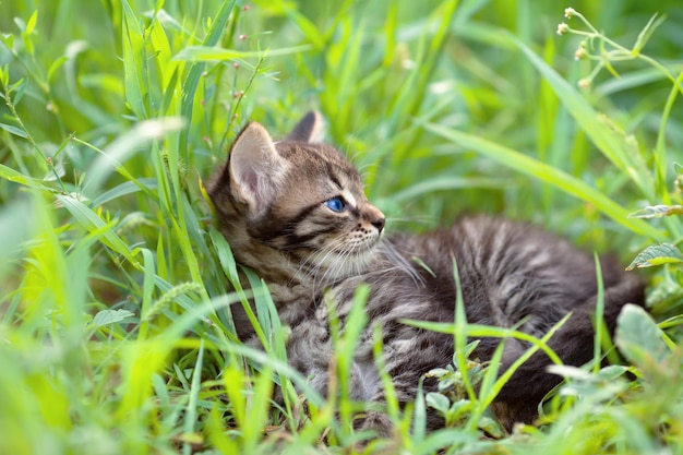 Pequeño gatito tirado en la hierba