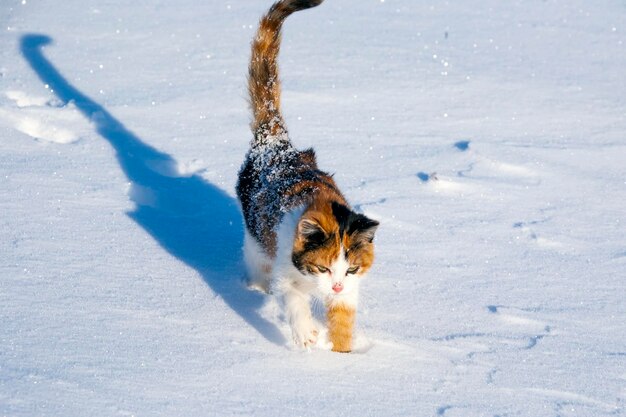 El pequeño gatito tricolor está en nieve profunda