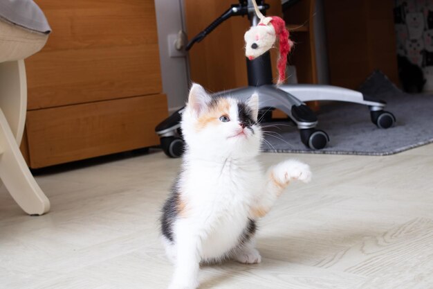 Pequeño gatito tricolor jugando con un juguete