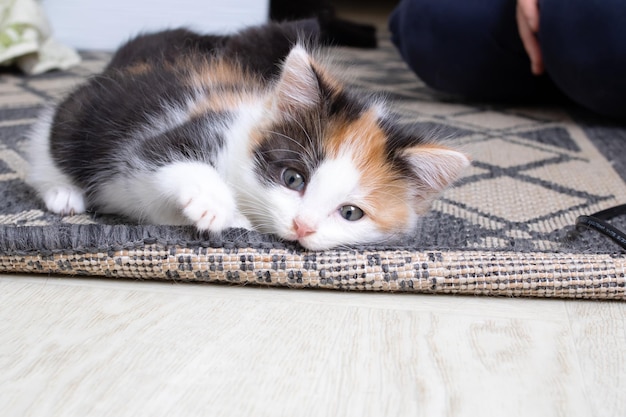 Pequeño gatito tricolor que roe en la alfombra