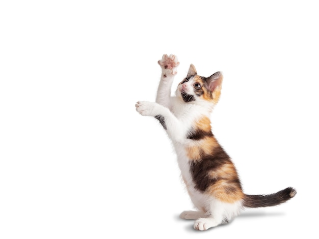 Pequeño gatito tricolor con un recipiente aislado sobre un fondo blanco.