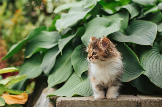 Pequeño gatito tricolor se sienta en el jardín