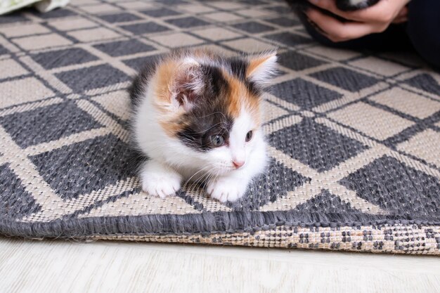 Un pequeño gatito tricolor se sienta en el suelo.