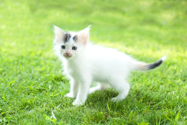 Pequeño gatito en el verano de hierba