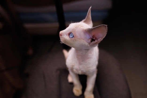 El pequeño gatito volvió la cabeza hacia un lado y mira con grandes ojos azules.