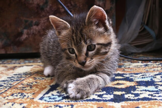 Un pequeño gatito yace en la alfombra.