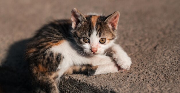 Un pequeño gatito yace sobre hormigón Hermosos ojos de gato