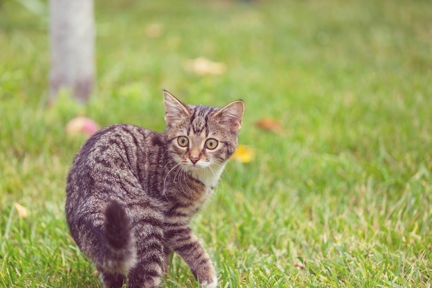 Pequeño gatito