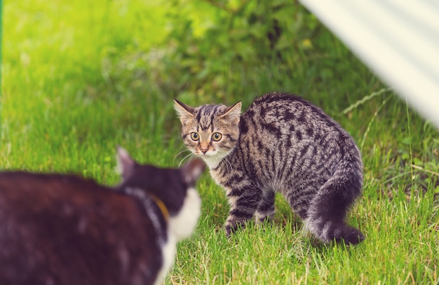 Pequeño gatito