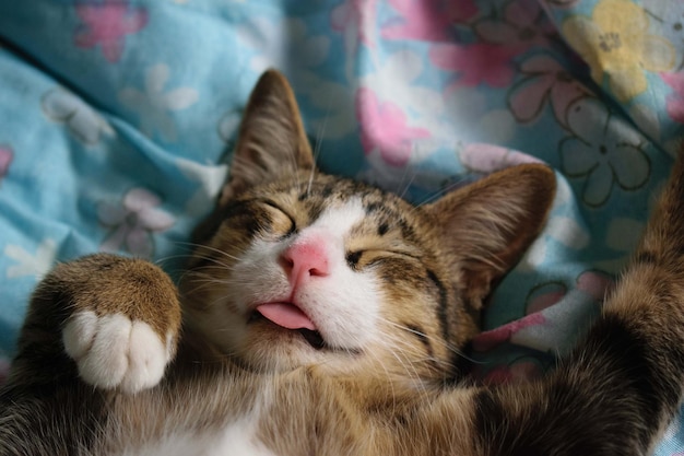 Foto un pequeño gato asiático está felizmente acostado en la cama.