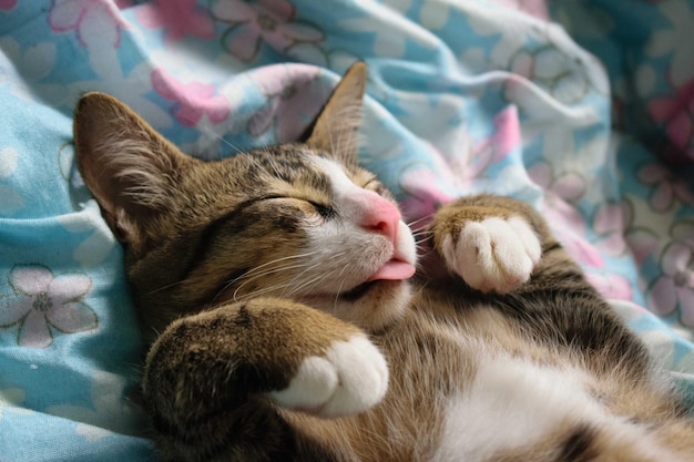 Foto un pequeño gato asiático está felizmente acostado en la cama.