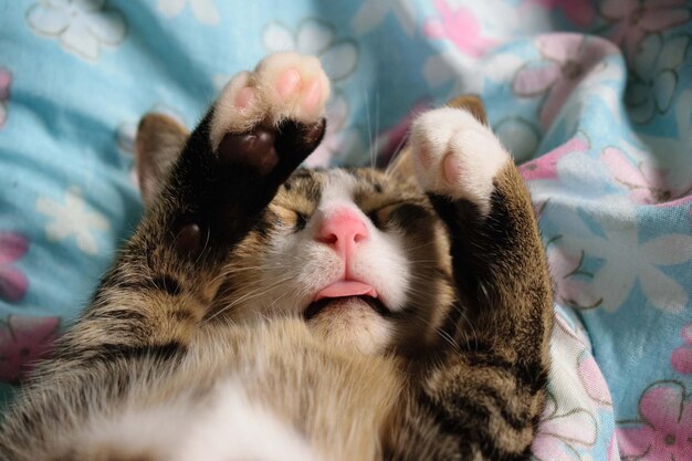 Foto un pequeño gato asiático está felizmente acostado en la cama.