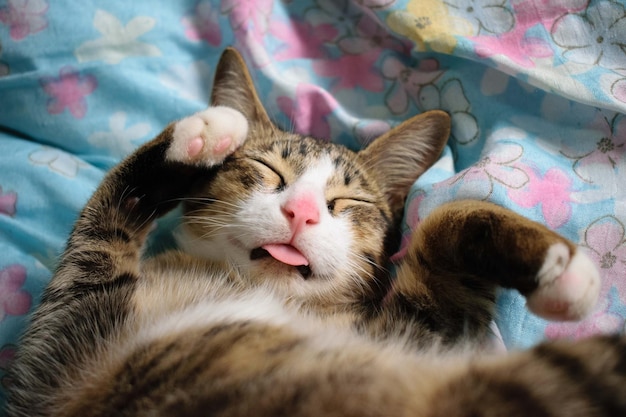 Foto un pequeño gato asiático está felizmente acostado en la cama.