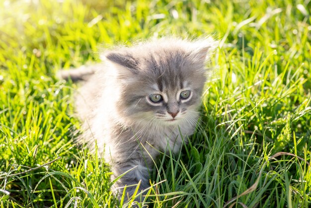 Pequeño gato asustado en hierba verde. Gato gris asustado de algo, buscando a su madre gata