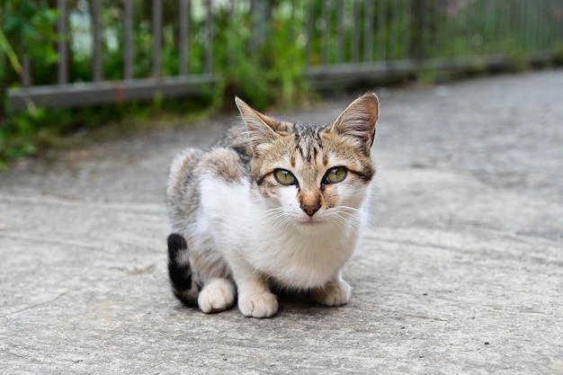 Pequeño gato atigrado salvaje al aire libre