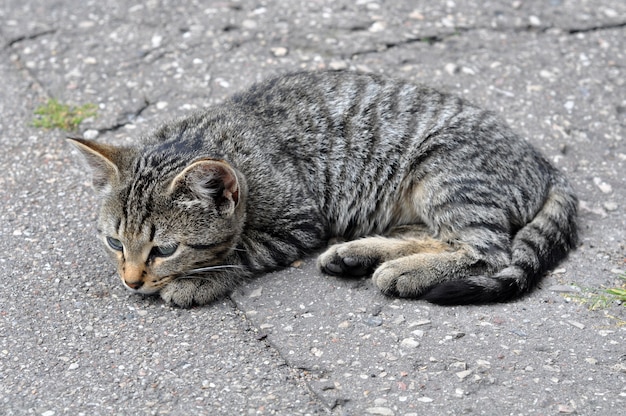 Pequeño gato atigrado tirado en la acera de la calle