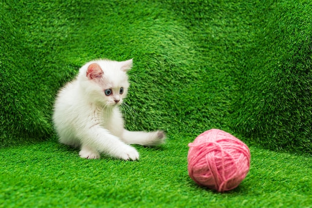 Un pequeño gato blanco está jugando con una bola de hilo rosa sobre césped verde cultivado artificialmente