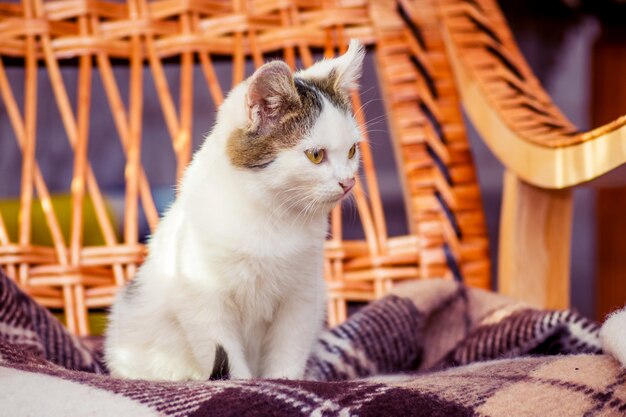 Un pequeño gato blanco se sienta en una mecedora. Comodidad en casa